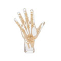 X-Ray Phantom Hand, transparent